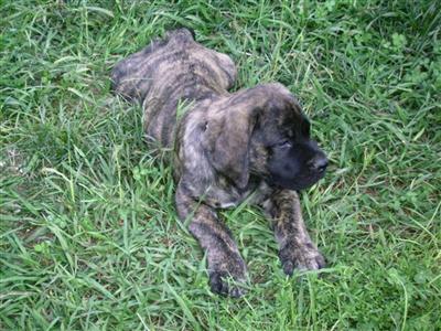 Mastiff Puppies for Sale